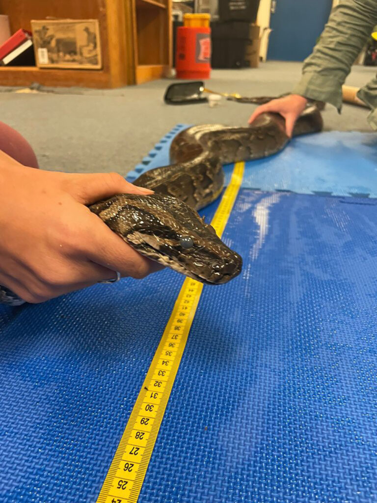 cm A-snake-in-process-of-measurement-and-data-recording-Courtesy-UF-IFAS-Croc-Docs-at-FLREC-768x1024