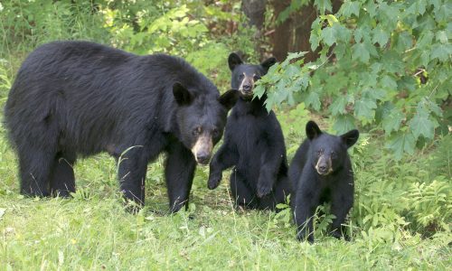 FWC proposes black bear hunting rules