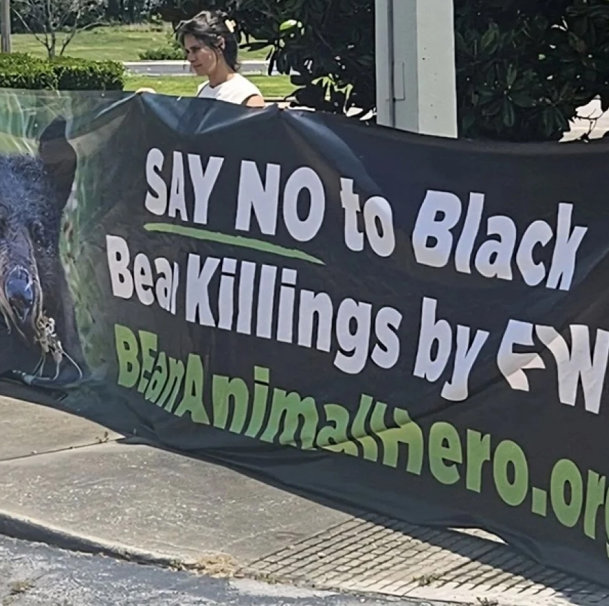 Black Bear hunt planned in Florida